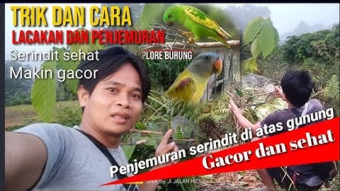 Cara agar serindit mu tetap sehat makin gacor dan berumur puluhan tahun//Penjemuran diatas gunung