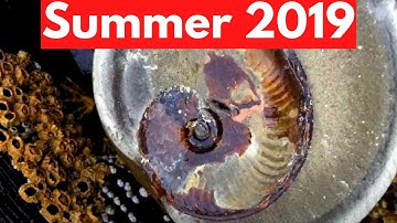 Fossil hunting finds [Summer 2019]