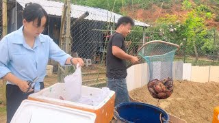 The first batch of turtle fry arrived and cost 15000 yuan 500kg. This is a big fight  young man.