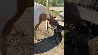 horse and pig, best friends . #shorts #animals #horses