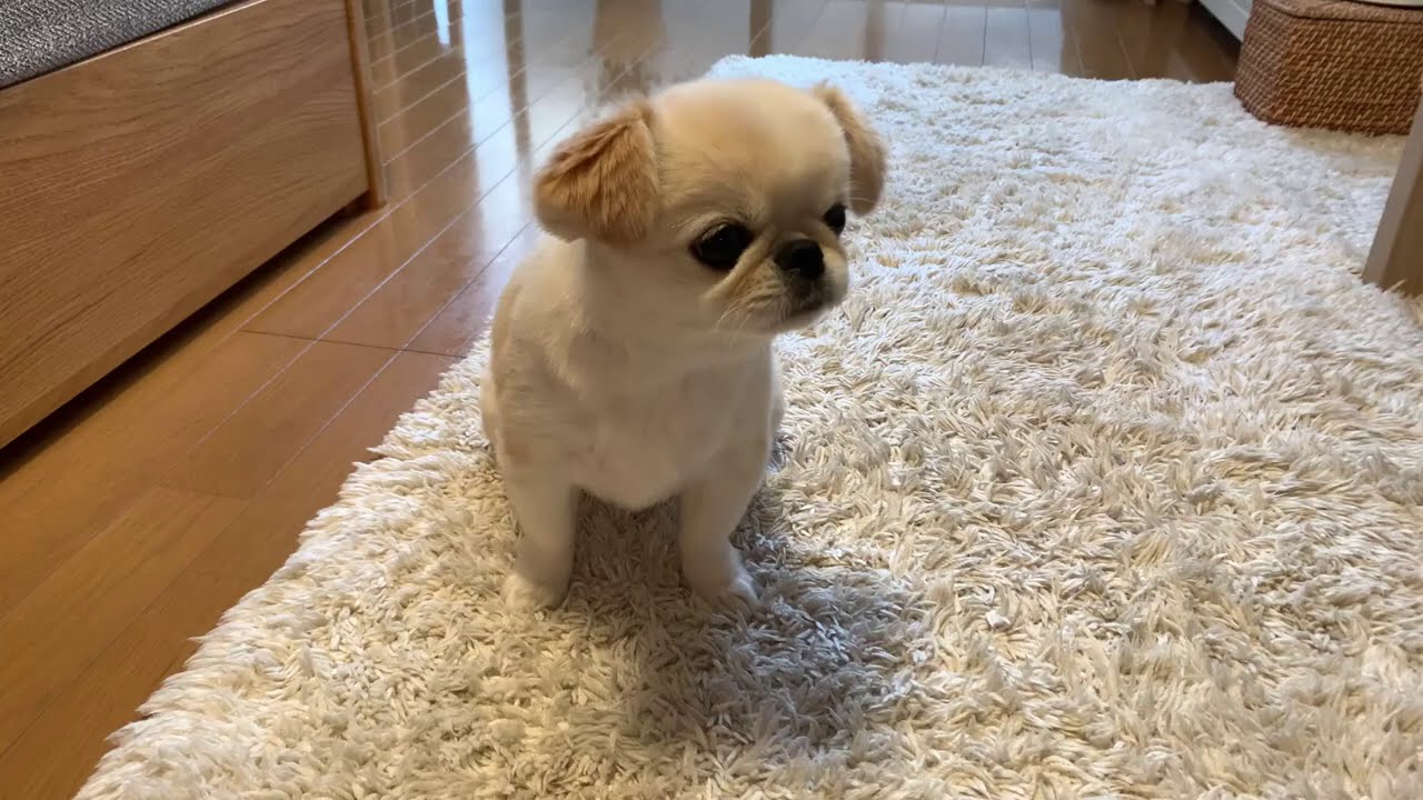 おもち くん 犬