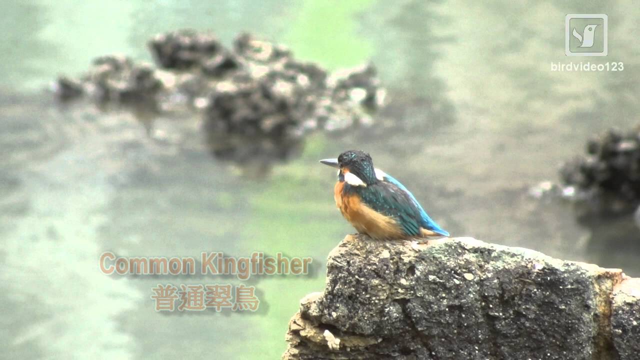 Common Kingfisher on Rock at Sea (in Hong Kong) 