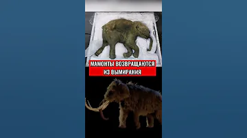 МАМОНТЫ ВОЗВРАЩАЮТСЯ ИЗ ВЫМИРАНИЯ