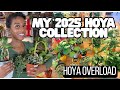 2025 Hoya Collection Tour 🌿 My Full Hoya Lineup, Variegated Beauties & Trailing Queens