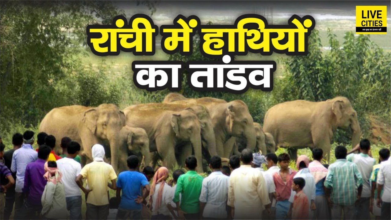 Ranchi में जंगली हाथियों से लोगों में दहशत, पानी की खोज में खेतों में मचा रहे उत्पात | LiveCities