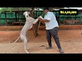 நான் வாங்கிய நாட்டு நாய்|தமிழ் நாட்டின் மிக பெரிய நாய் பண்ணை|Dolly&#39;s Dogs Kennel|Usilampatti