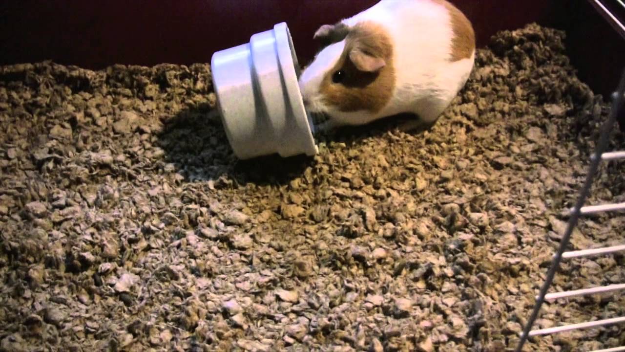 complete guinea pig kit