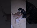 【インドの猫】ニャンプロしてたと思ったらお母さんが急に忙しくなりました #cat #子ネコ #kitten