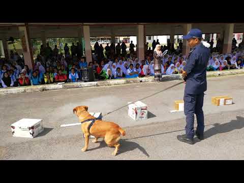 Demo Anjing Pengesan Dadah di SMKPAP 2018 Part 1 of 2