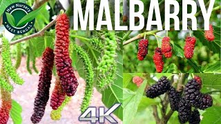 Asian Mulberry Fruit Farm and Harvest  Mulberry | Juice Processing| Mulberry Cultivation berry fruit