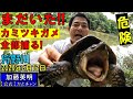 まだいた！カミツキガメ捕獲作戦！全部捕る！狩野川罠40個＋10個！2024年6月12日、Researching turtles in Japan, Kano River≫ 加藤英明【公式】かとチャン
