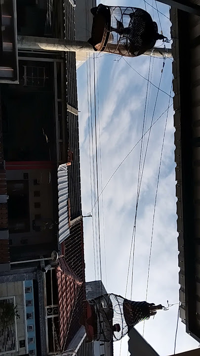 Perkutut Lokal vs perkututCrossing#anggungan#burungkutut#perkututcrossing#perkutut#perkututmanggung