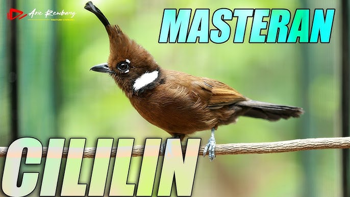 Suara Cililin Kualitas Jernih GOPRO Tembakan CILILIN Rapat Ngotot Durasi Panjang Cocok Masteran MURAI BATU - YouTube