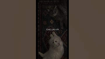 شريف مصطفى | سورة نوح آيه ١٠-١٢