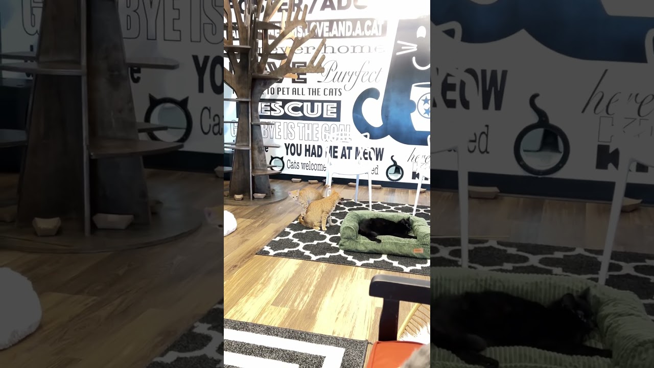 I Thought these Cats Were going to Fight 