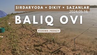 BALIQ OVI Daryoda SAZANNI ZO'RI 2024.05.16#fishing #carpfishing #fish #carp