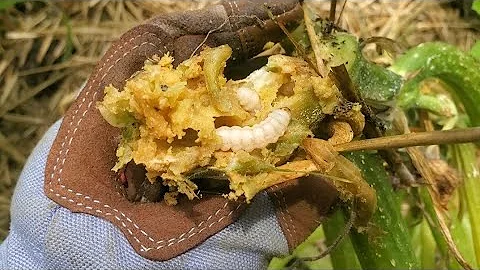 Vine Borers/ Squash Bugs - How To Tell the Difference .