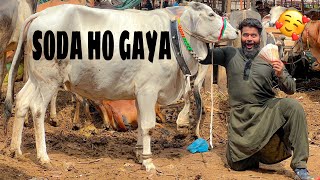 ALHAMDULILLAH JANWAR KA SODA HO GAYA 🥰 MANDI LOOT LI 😱 | SYED FAHAD | MALIR MANDI | EID 2023