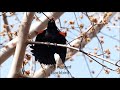 Songs from calgary area birds