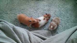 Fighting Hamsters