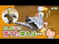 物を投げ駄々をこねる!帰りたくないオカメインコ Cockatiel hating to go back to the cage