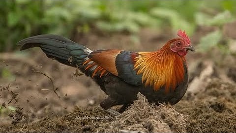 saib me nyuam qaib dib ua si:30/11/2024