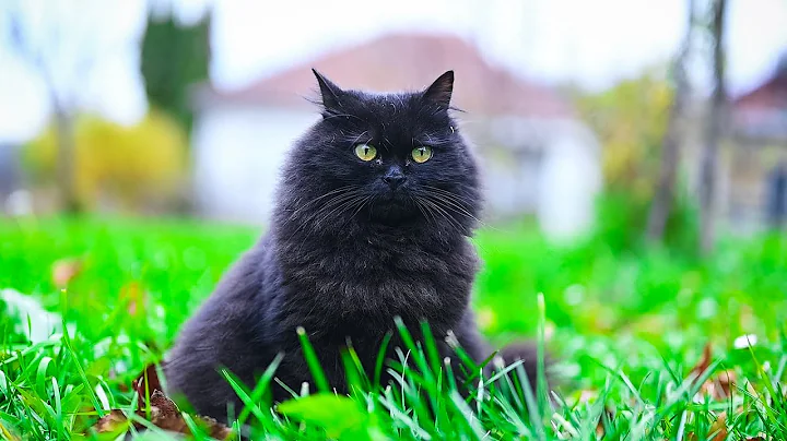 Natural Entertainer 😂 Black Norwegian Forest Cat - DayDayNews