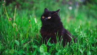 Natural Entertainer 😂 Black Norwegian Forest Cat