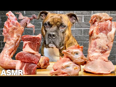 【大食い犬ASMR】デカい生肉そのままあげたら大苦戦の愛犬がたまらないwww 　Dog eats raw meat ＆ bones