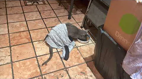 Video 11892051: russian blue cat, cat eating food