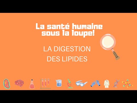 Vidéo: Effets Différentiels Des Habitudes Alimentaires Chinoises Riches En Graisses Sur Le Métabolisme Lipidique: Mécanismes Et Implications Pour La Santé