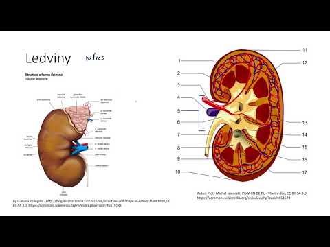 Video: Ledviny: Funkce A Anatomie, Schéma, Podmínky A Zdravotní Tipy