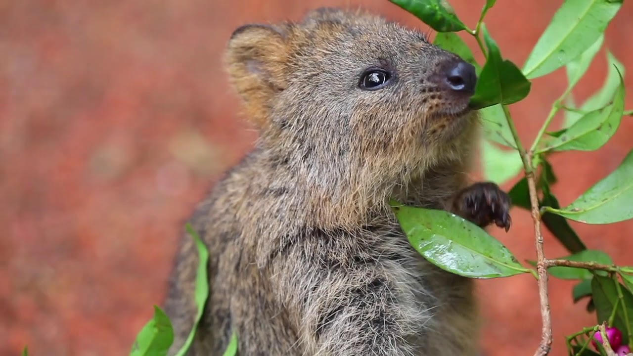 笑顔の伝道師はおやつを食べてもかわいい オーストラリア 爬虫類公園のクワッカワラビーさん仲良くお花を食べる マランダー