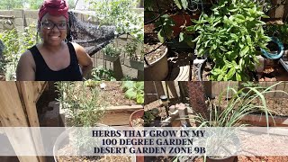 Herbs That Grow In My 100 Degree Garden  Desert Garden Zone 9b