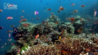 Coral reefs in peril: why it matters and what we can do to help | Natural History Museum
