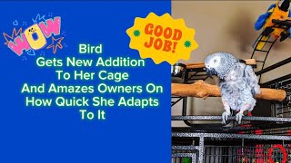 Bird Surprised Owners By Her Quick Response To Her New Play Cage ❤