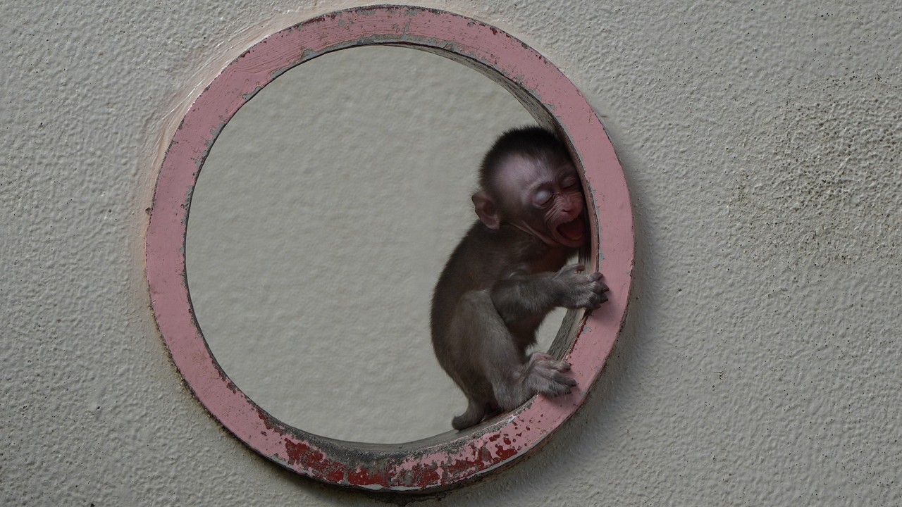 20-Минутная Схватка: Агония Матери и Ее Кричащего Молодого Обезьяны (Путь к Миру) monpai monyet baby