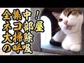 保護した野良猫の親子が過ごした部屋を大掃除 全集中 ハウスクリーニングの呼吸