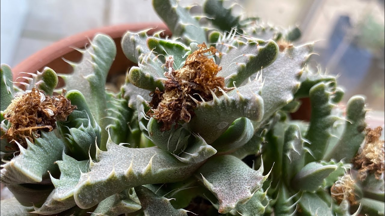 Propagating tiger jaws succulent