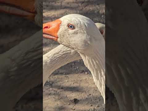 صباح البط والوز والنهار المشرق صباحنا معكم متل العادة