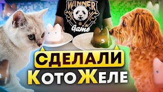 БЕЛКА И НЮША СДЕЛАЛИ КотоЖеле/ЛАЙКИ LIKE#cat