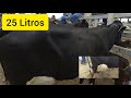 Feira do Gado de Campina Grande, Vacas com 25 Litros