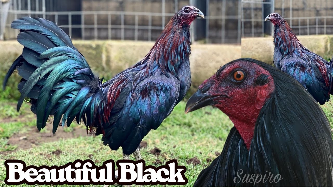 Para Show Beautiful Black Birds Rancho Suspiro Sanchez Outdoor Breeding Pens Free Range Feeding Time