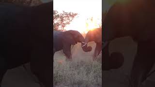 Epic battle #short #elephants #wildlife #safari