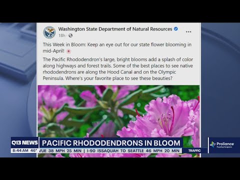 Video: Pacific Rhododendron-inligting: wenke vir die groei van California Rosebay