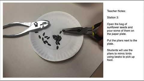mySci 6 0 Unit 5L5 Lesson Summary