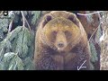 Медведь поселился, номер люкс "Шалаш"🐻🌲/Bear Mansur