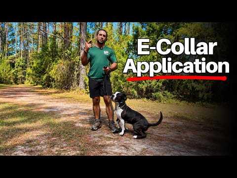 Remote Collar Application: Making Sure Your Dog Gets the Association Right