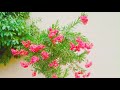 نبات الدفلة |  Nerium oleander | وكيفية إكثاره