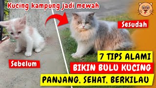 7 CARA MELEBATKAN BULU KUCING | CARA MENGATASI BULU KUCING RONTOK  CARA MERAWAT KUCING KAMPUNG